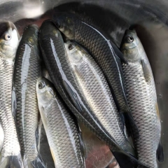 草鱼苗活体草皖白皖放生鱼苗草混子四大家鱼苗淡水养殖包邮