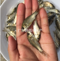 淡水鲫鱼苗活体养殖中科5号鲫鱼广东彭泽鲫鱼苗场工程鲫顺丰包邮