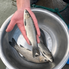 青鱼草鱼花鲢白鲢鱼鳊鱼鲫鱼黄颡鱼翘嘴淡水养殖活体特种鱼苗包邮