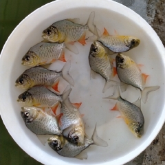 加州鲈鱼苗 鲈鱼苗 淡水加州鲈鱼免邮 鲈鱼活体 桂花鱼苗包邮