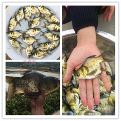 缩骨大头鱼苗 花鲢鱼苗 胖头鱼苗缩骨 鳙鱼苗活体淡水包邮 虑食鱼