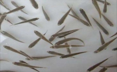 青鱼苗螺丝青乌