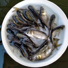 大头鱼包邮花鲢活体肥头鱼鱼苗活体鳙鱼苗