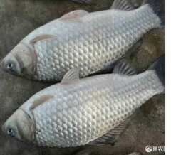 中科三号鲫鱼 鲫鱼苗/鲫鱼水花/成活率高，规格均匀