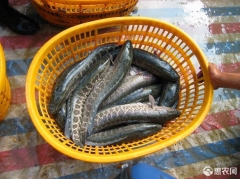 乌鳢苗 黑鱼苗/杂交生鱼苗/斑鱼苗/杂交黑鱼苗/乌鱼苗/苗场直供