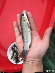 青鱼苗 螺丝/灰鲩鱼苗/黑鲩鱼苗/自产自销