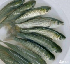 草鱼，草鱼，提供养殖技术服务，量大可以免费送货。