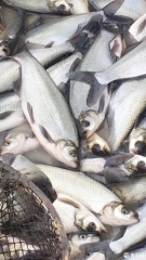 翘嘴红鲌 翘嘴白鱼，白，白鱼，拉网，装车，运输，放鱼，全程服务。