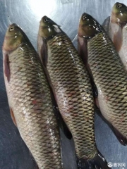 池塘草鱼 人工养殖 1.5-3.5公斤