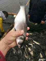 池塘草鱼 人工养殖 0.05公斤