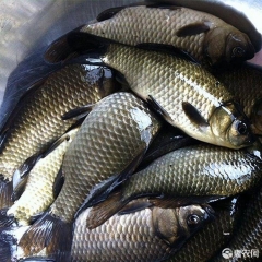 鲫鱼食用 放生 放钓 包成活