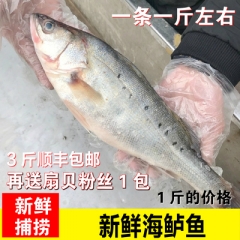 鲈鱼鲜活海鱼新鲜水产海鲜深海七星海鲈鱼野生花鲈鱼 顺丰包邮