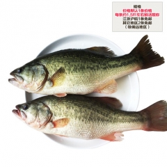 淡水鱼河鲈鱼新鲜生态淡水鲈鱼约750g鲜活体鲈鱼现杀生鲜水产顺丰