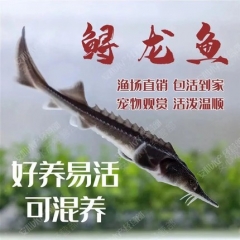 鱼缸清洁鱼冷水清道夫观赏鲟龙鱼活体吃屎鱼新手好养锦鲤金鱼鱼苗