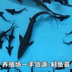 鲟鱼苗中华观赏鱼淡水养殖可食用尖嘴鲟冷水鱼鲟龙鱼西杂鲟活体