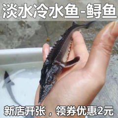 鲟鱼苗淡水养殖冷水可食用鲟龙鱼清道夫观赏鱼吃垃圾粪便活体包活
