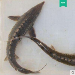 冷水鱼 淡水 尖嘴鱼 鲟鱼  冷水鱼 淡水 观赏吃粪便鱼苗 尖嘴鱼 鲟鱼